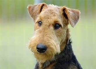 Teddy, the Airedale Terrier who inspired the name of CherDan's Teddies chocolates